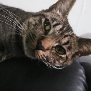 Meet your Posher, Manuel